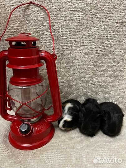 Морская свинка