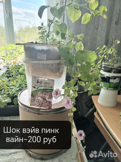 Петуния