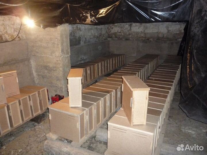 Продаю пчелопакеты порода карника и карпатка