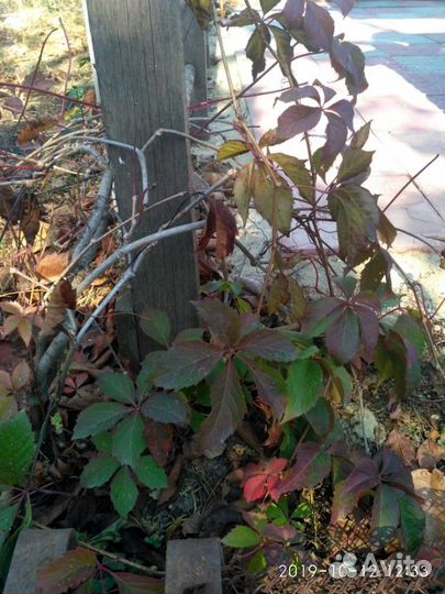 Девичий виноград