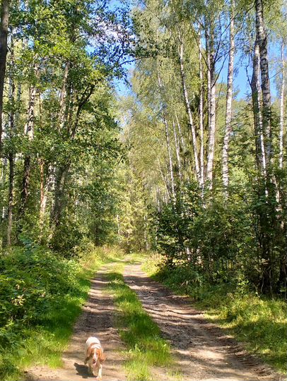 Участок 25 сот. (ИЖС)