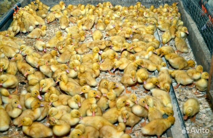 Гусята линда, суточные и подрощенные