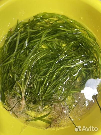 Валиснерия