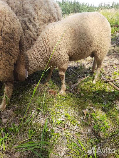 Барашек 3 мес