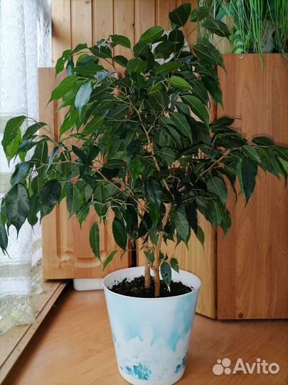 Фикус бенджамина зелёный