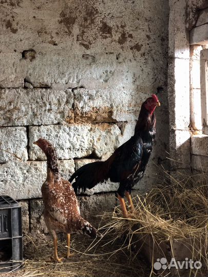 Бойцовые петухи