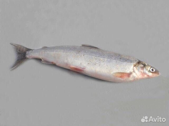 Омуль арктический с/м