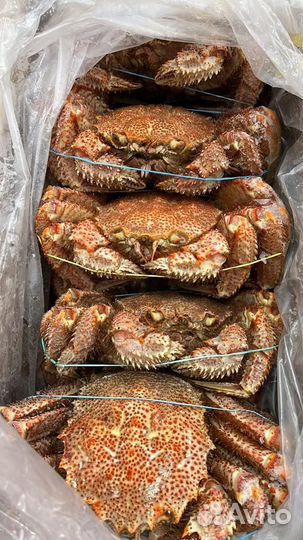 Краб волосатик