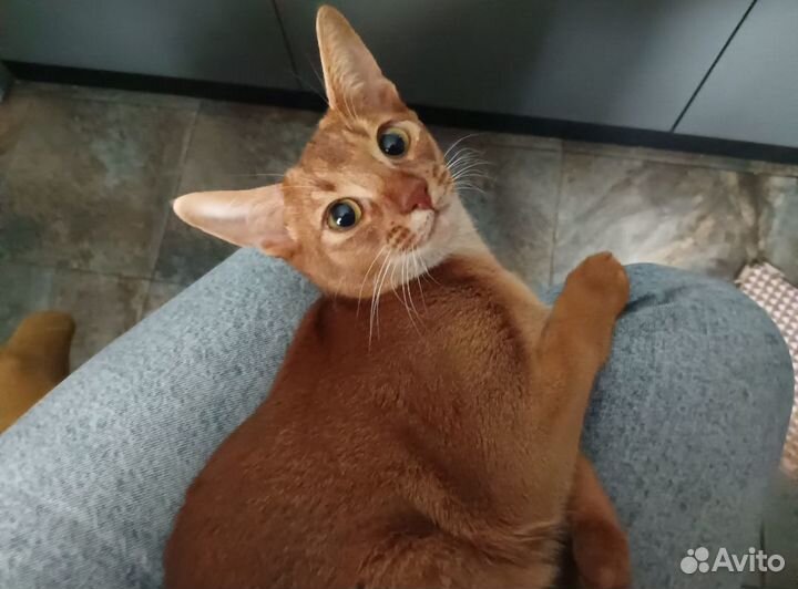 Абикошечка ищет абикота на вязку