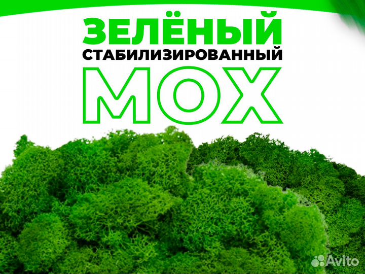 Мох ягель стабилизированный от производителя