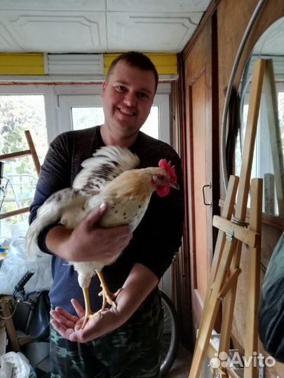 Продажа петуха