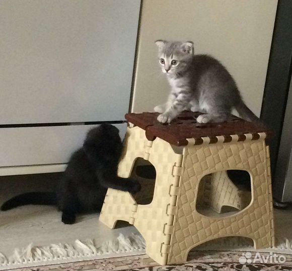 Котята вислоухие