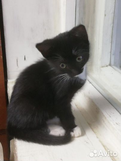 Отдам котенка в добрые руки