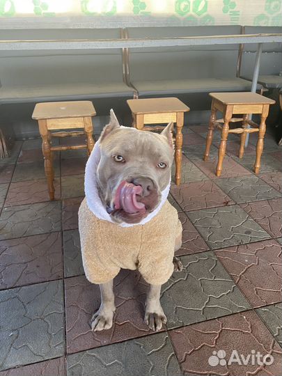 Ищем даму сердца