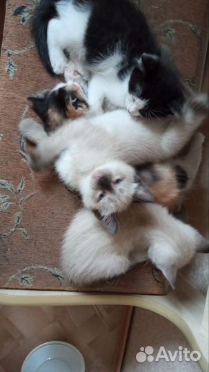 Котята в добрые руки