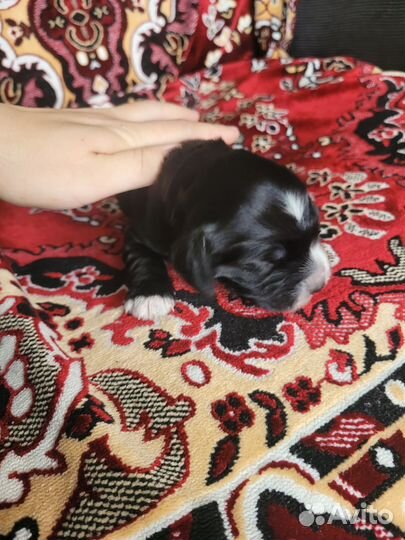 Щенки русского спаниеля