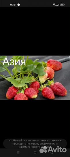 Рассада клубники сортовой