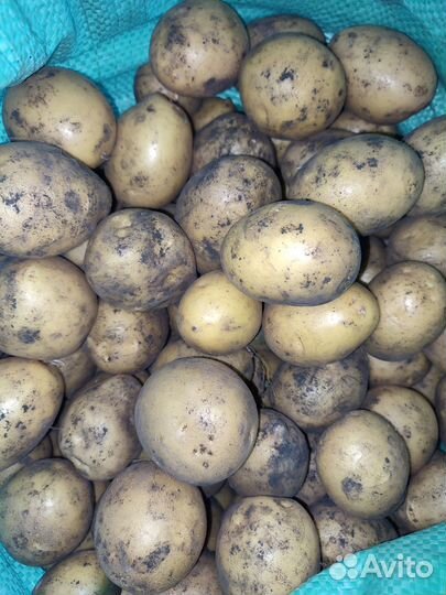 Продам картофель