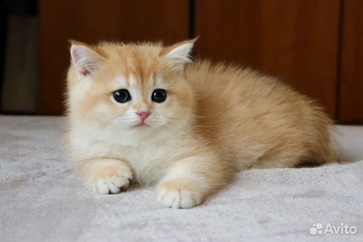 Шотландская золотая шиншилла мальчик ny 12