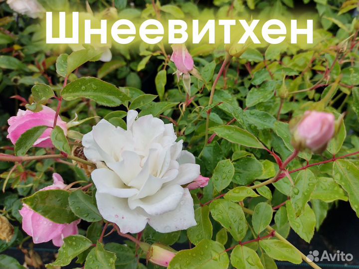 Сортовые Розы Саженцы Питомник Опт