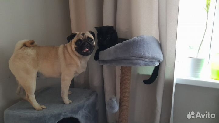 Передержка животных на время отпуска