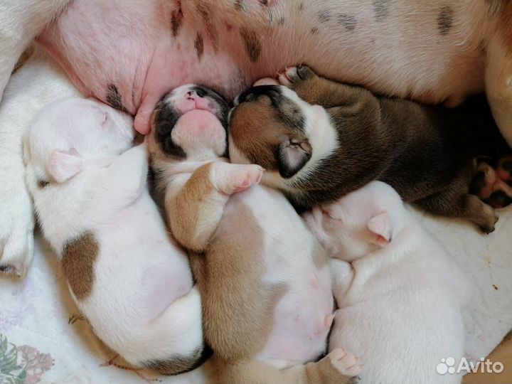 Английский бульдог