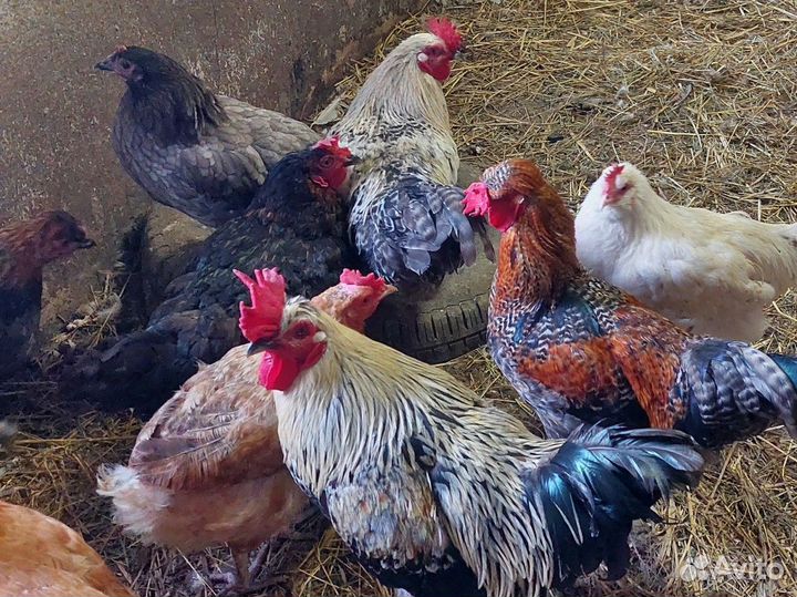 Куры, петухи