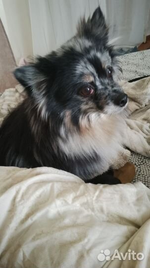 Бронирование щенков