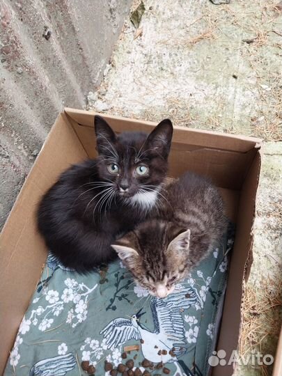 Котята в добрые руки