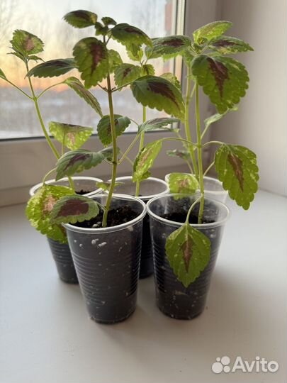 Колеус Радуга Вьетнама