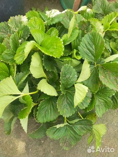 Рассада клубники