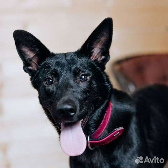 Мишель ищет дом