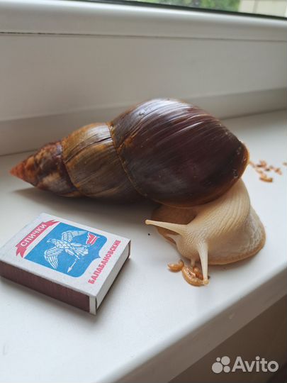Улитки ахатины