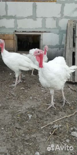 Индюшата подрощенные