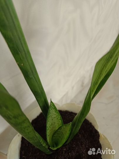 Сансевиерия-Тещин язык