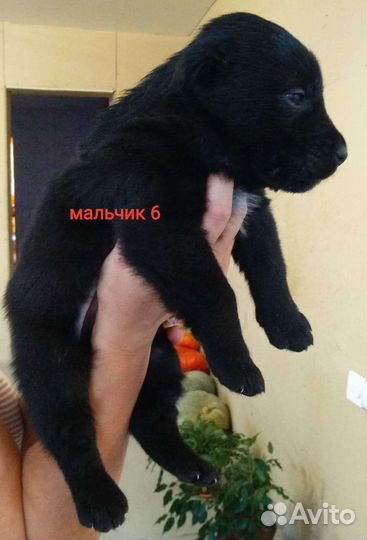 Щенки алабая