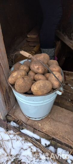 Продам картофель домашний