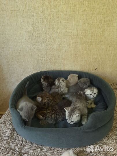 Шотландские котята