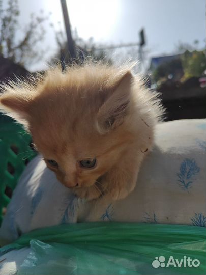 Умные котята
