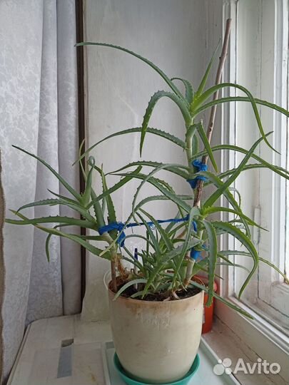 Комнатные домашние растения