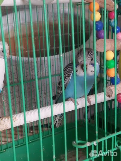 Птенцы волнистого попугая