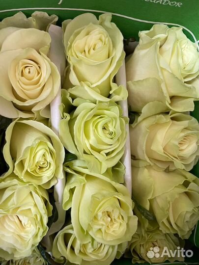 Розы опт. от 500 шт. с Эквадора
