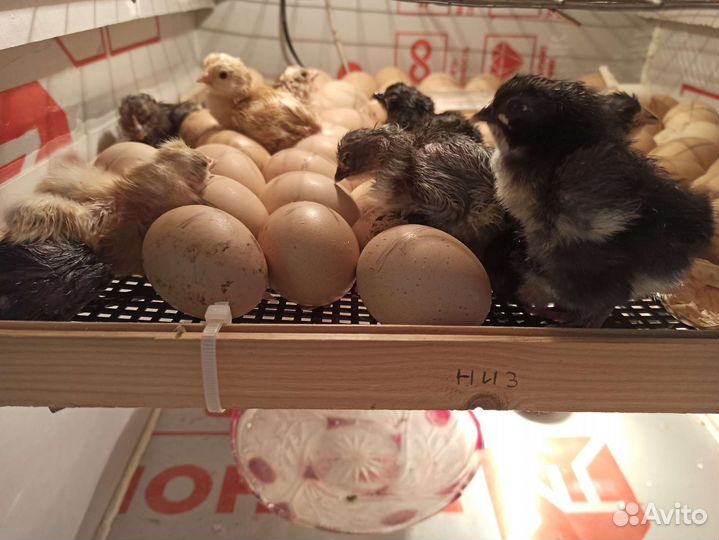 Инкубатор на 200 яиц