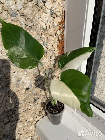 Монстера альба