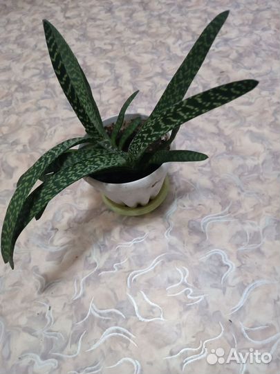 Диффенбахия, алоэ вера