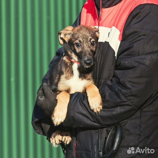 Девочка 4 мес