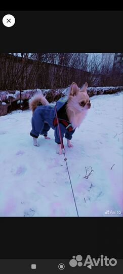 Щенки чихуахуа длинношерстные