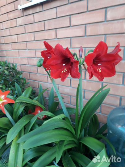 Амариллис