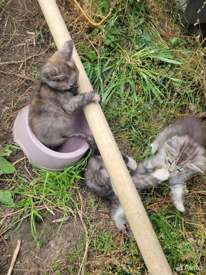 Котята в добрые руки бесплатно