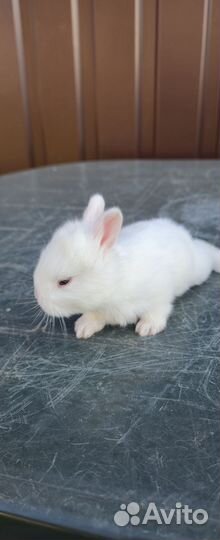 Декоративные зайки